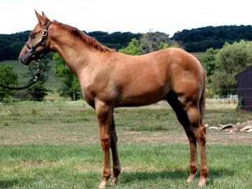 31 JANA DUN IN WHISKEY AQHA #5672888 Red Dun Colt - Foaled April 15, 2015 OT Seven Come Eleven Tee J Fancy Aces Tee J Fancy Gal This colt is a dun copy of his 3/4 brother, Cowboy Jack, who topped our