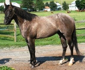 Reference Sire: 1994 Blue Roan Stallion AQHA #3301731 Tee J Boy Bar Can Dee Bar Can Reference Sire: 2006 Grullo Roan Stallion was our premier stallion for nearly two decades.