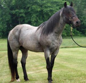 Reference Sire: Red Mesa Half Hitch 2003 Blue Roan Stallion Red Mesa Half Hitch AQHA #458400 JP Henry Hancock Red Nancy Hancock We searched a long time to find a blue roan stallion that would