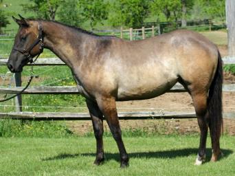 This colt s pedigree contains many of the leading foundation sires of the ranch-versatility horses: King, Leo, Three Bars, Jackie Bee, Colonel Freckles, Eddie, and Driftwood.