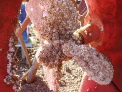 Acorn barnacle, Semibalanus