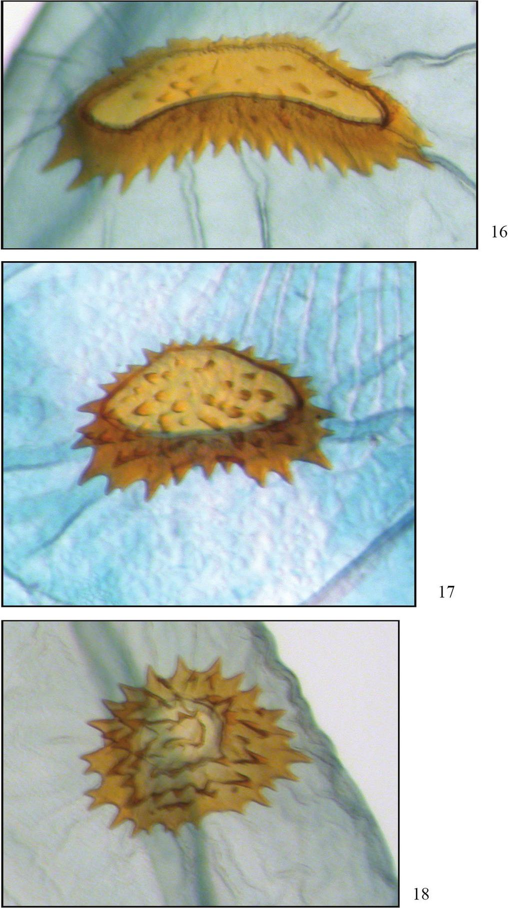 The Phyllodonta latrata (Guenée) species group in Costa Rica (Geometridae, Ennominae) 15 Figures 16 18.