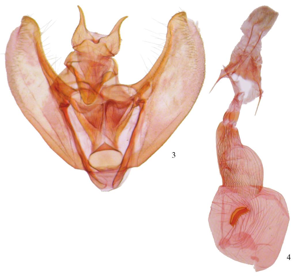 The Phyllodonta latrata (Guenée) species group in Costa Rica (Geometridae, Ennominae) 7 Figures 3, 4. Phyllodonta esperanza. 3 male valve (JBS-1248) 4 female genitalia (JBS-2007). dial line absent.