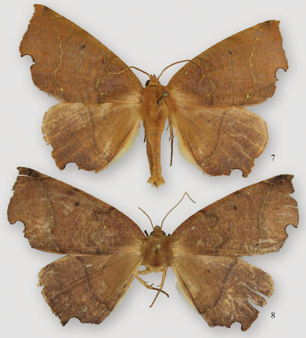 10 J. Bolling Sullivan / ZooKeys 421: 3 19 (2014) Figures 7, 8. Phyllodonta intermediata. 7 male holotype (10-CRBS-283) 8 female (10-CRBS-282). few with black tips.