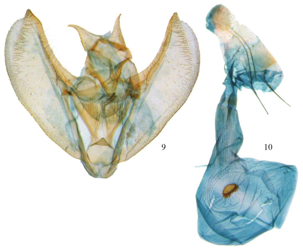 The Phyllodonta latrata (Guenée) species group in Costa Rica (Geometridae, Ennominae) 11 Figures 9, 10. Phyllodonta intermediata. 9 male valve (JBS_3312) 10 female genitalia (JBS-5409).
