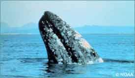 I will update today Guest Gray Whale History 45 coastal whales Feed on benthic