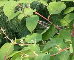distribution Japanese Knotweed Invading throughout Skagit and Whatcom