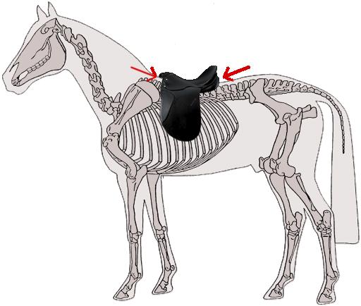 THE SADDLE FIT HORSE: FREEDOM OF THE SPINE Correct Maximum contact area whilst also