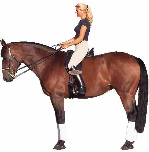 THE SADDLE FIT RIDER: POSITION / LENGTH OF SADDLE FLAPS Depends on the equestrian discipline When the stirrup leather is adjusted to