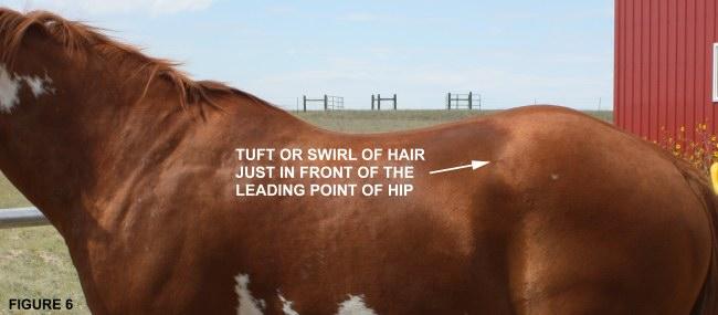 3/23/2015 THE SADDLE When fitting a saddle some use the following guide line: there is a tuft or swirl of hair just in front of the point of the hip (see figure 6).