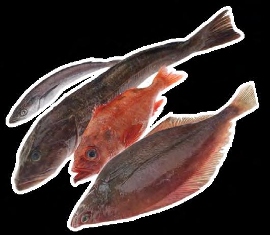 Species with significant declines included Pacific cod (down 32 per cent to 1,300 tonnes), hake (down 14 per cent to 47,700 tonnes), lingcod (down 12 per cent to 1,500 tonnes) and dogfish (at 900
