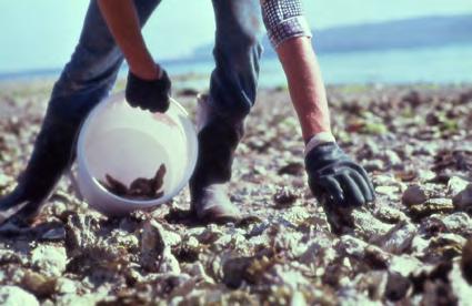 shellfish harvest in 2012. WHOLESALE VALUE The wholesale value of B.C.