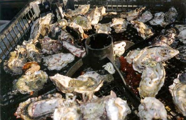 the capture shellfishery harvest fell by almost four per cent to 13,100 tonnes.
