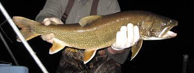 Lake Trout Salvelinus namaycush Federal Listing State Listing Global Rank State Rank Regional Status S5 High Photo by NHFG Justification (Reason for Concern in NH) Native populations of lake trout