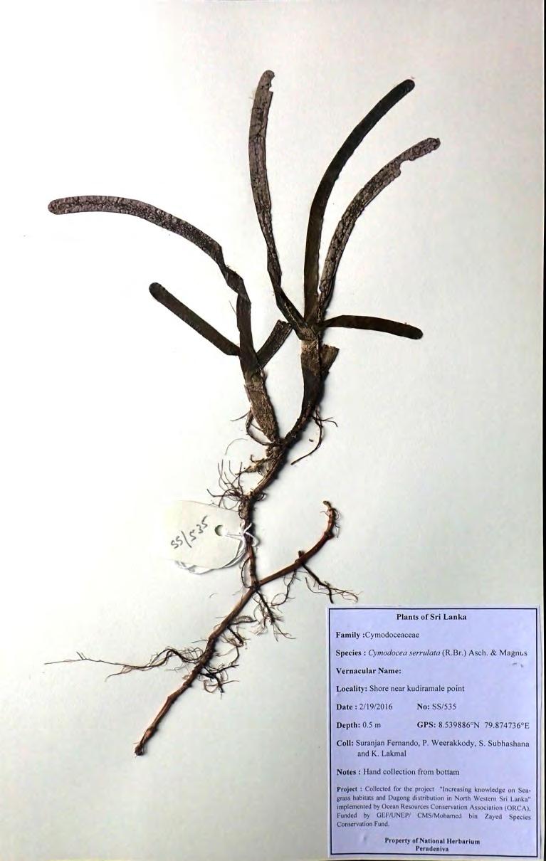 deposited in the National Herbarium Sri Lanka (PDA) as