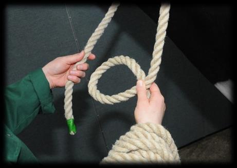 Secure the loop around the cow s neck by tying a bowline knot (not