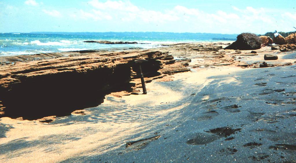 Fig. 3 Beachrock in Stage II of its development. This beachrock is weakly cemented and the outer surface has the same color as the unconsolidated sand.