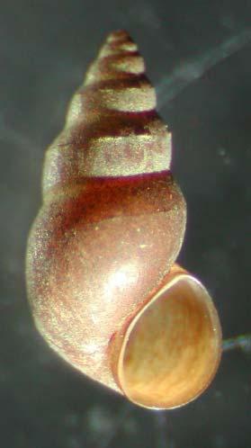The Order of Mesogastropoda covers aquatic snails both fresh and saltwater as well as some land snails.