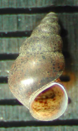 This in combination with the physical feature of an Operculum places this species under the Amnicolas or Duskysnail Family known as Hydrobiidae.