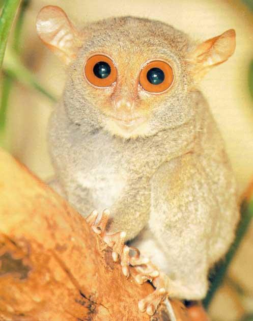 CONTROVERSY AS TO WHETHER TARSIERS SHOULD BE CLASSIFIED INTO