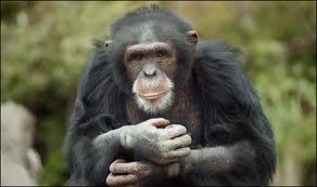 Chimpanzee VARIABILITY IN PRIMATE ADAPTATIONS BODY SIZE WHAT ACCOUNTS FOR SUCH DIFFERENCE?