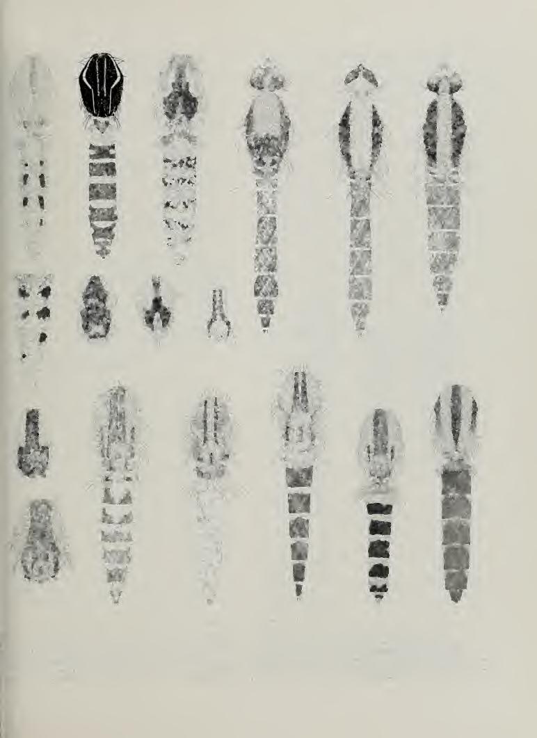 Dorsal color patterns o( Aeiles females. 'IG. 42. A. dorsalis. thorax and abdomen. FiG. 48. A. spenceri. dorsum of abdomen. Fig. 53.