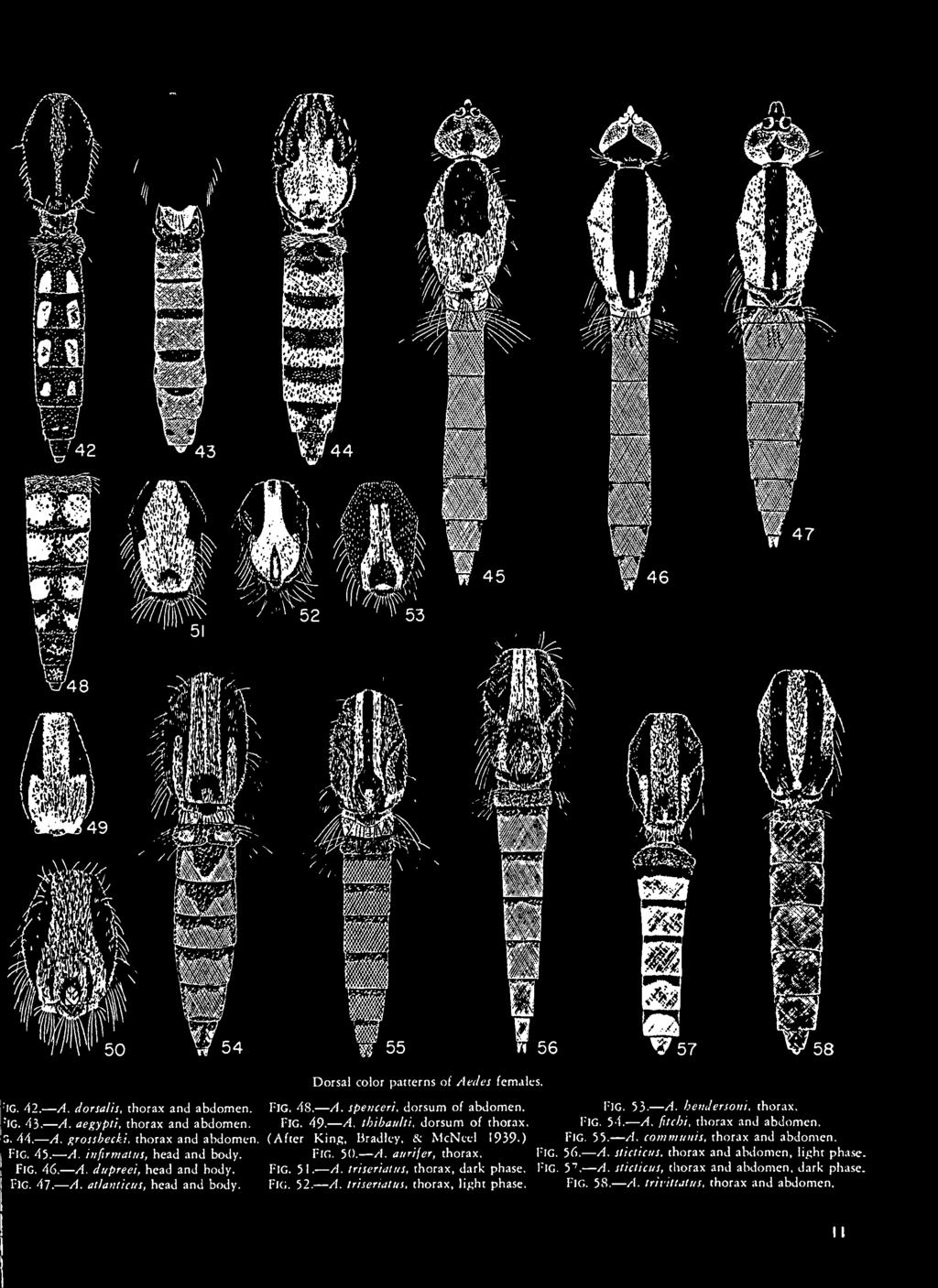 Fig. 46. A. dupreei, head and body. Fig. 51. A. triseriattis. thorax, dark phase. FlG. 57. A. sliclicus, thorax and abdomen, dark phase.