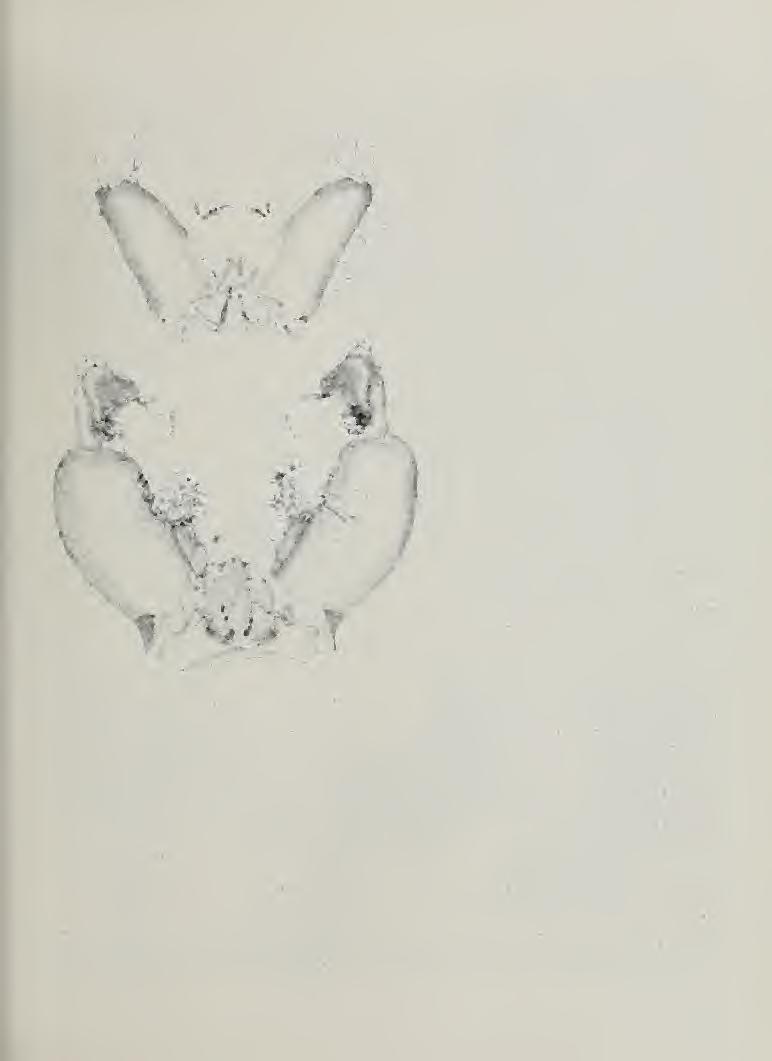 FlG. 117 (upper). Psorophora ci/iata, genitalia. (After Matheson 1944.; mile Fig. 118 (lower). Psorophora honardi, male genitalia. (After A'atheson 1944.) 3.
