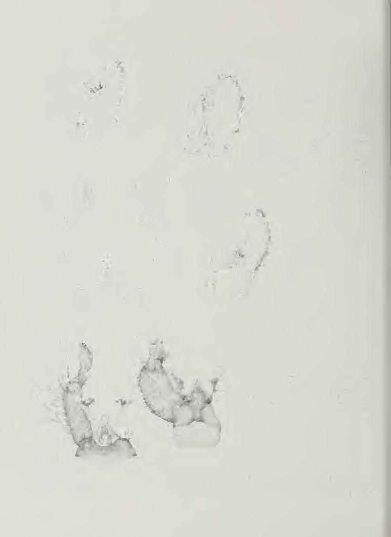 . Fig. 119 (upper left). Psorophora cyanescein. male genitalia. (After Matheson 1944.^. Fig. 120 ( upper right i Psorophora taripes, male genitalia.