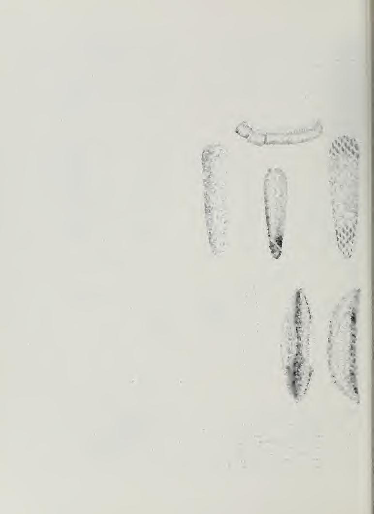 1. Antenna short, slender, and without definite tufts (Fig. 175B) ; large predacious larvae 2 Antenna long, stout, and with definite tufts (Fig.