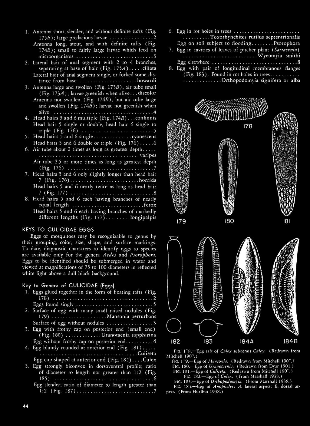 176) 5 5. Head hairs 5 and 6 single cyanescens Head hairs 5 and 6 double or triple (Fig. 176) 6 6. Air tube about 2 times as long as greatest depth varipes Air tube 2.