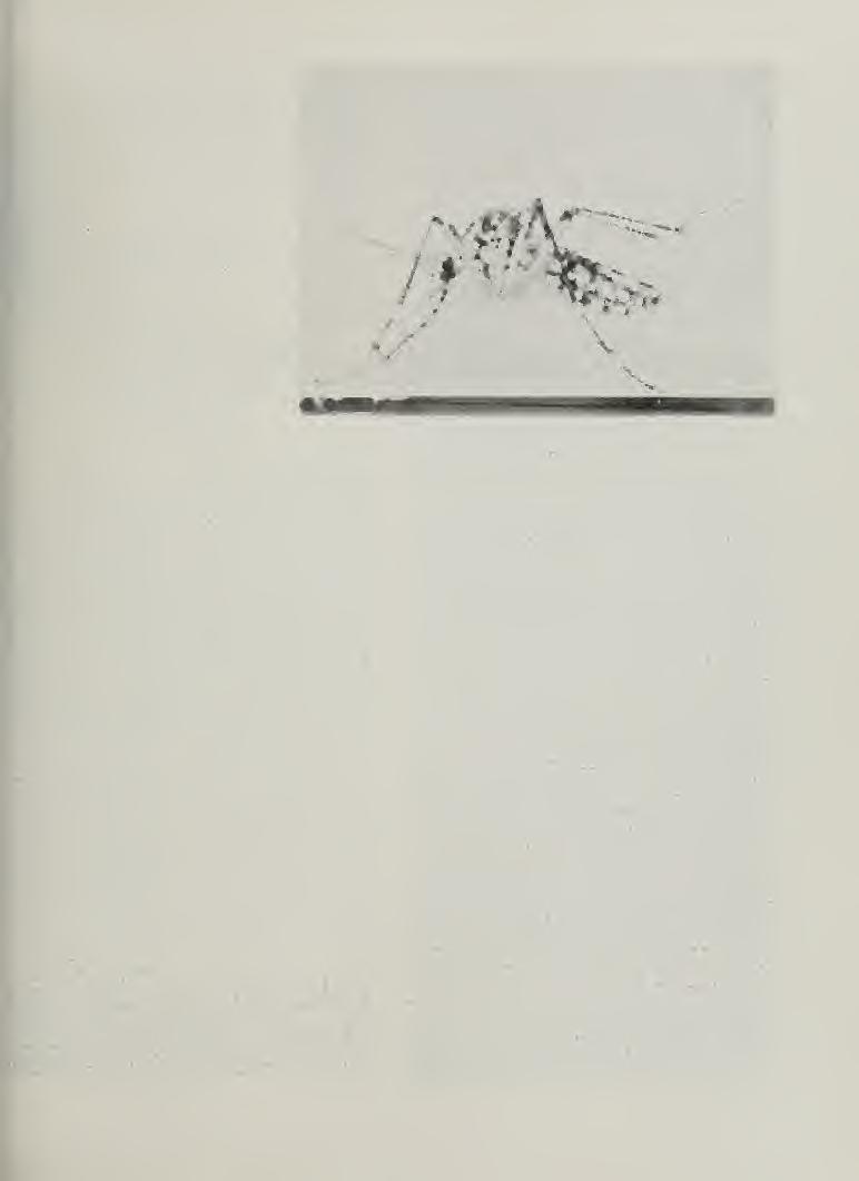 A SYNOPSIS OF THE MOSQUITOES OF ILLINOIS (Dip+era, Culicidae) Herbert H. Ross William R. Horsfall Fig. 1. Adult of Aedes aej^ypti. (From photo.uraph. lent hy the U. S. Health Service, of model in the American Museum of Natural History.