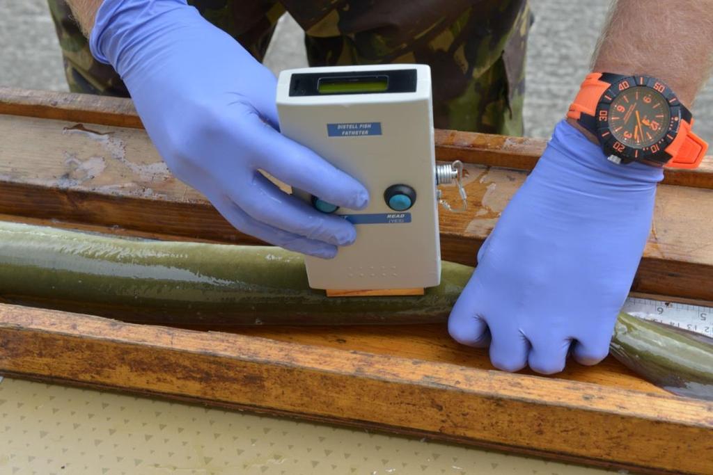 95 Figure 6-32: Using the Distell fish fat meter to measure % fat content in LLE yellow eel.