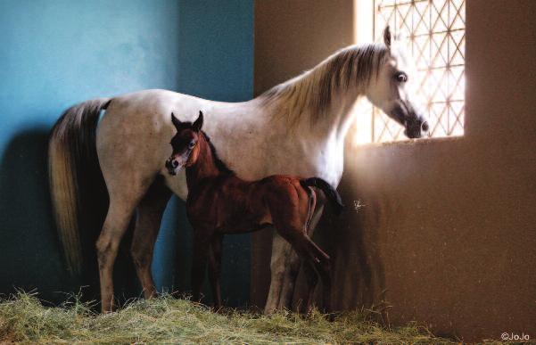 As to Bait Al Arab, this is how they define their vision: Preserving the Arabian horse breed and to reestablish excellent representatives from different historical strains and families of Arabian