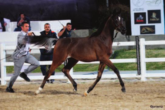 front of the bay NK Nabhan daughter Rayyanah Al Maale who is bred and owned by Khaled Al Enezi of Al Maale Stud.