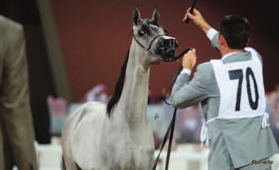 Nashme Al Zobair, imported from the UAE and owned by Hassan Mubarak Al Hindal in Kuwait, became the Silver Champion.