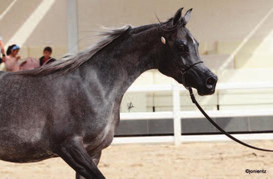 She is a daughter of Al Shaikh Obaied Al Moghazy, out of DHS Suriah and owned by Al Babtain Stud in Kuwait.