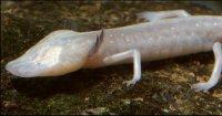 Salamander Endangered 1967 Photos