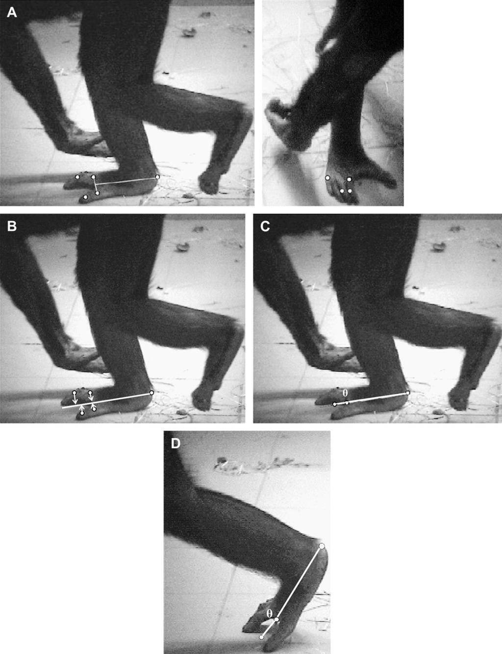 612 N.L. Griffin et al. / Journal of Human Evolution 59 (2010) 608e619 Figure 2. Direction of locomotion and foot posture of bonobo subjects presented a challenge for measuring MTPJ dorsal excursion.