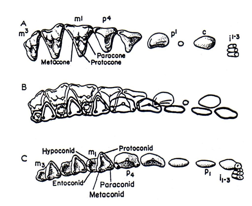 Molar teeth in ungulates. A. Simple lophodont pattern (rhinosceros); B.