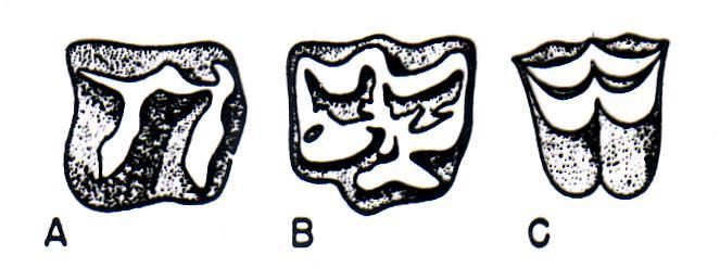 Selenodont pattern (ox) characteristic of artiodactyls. Figure 8.