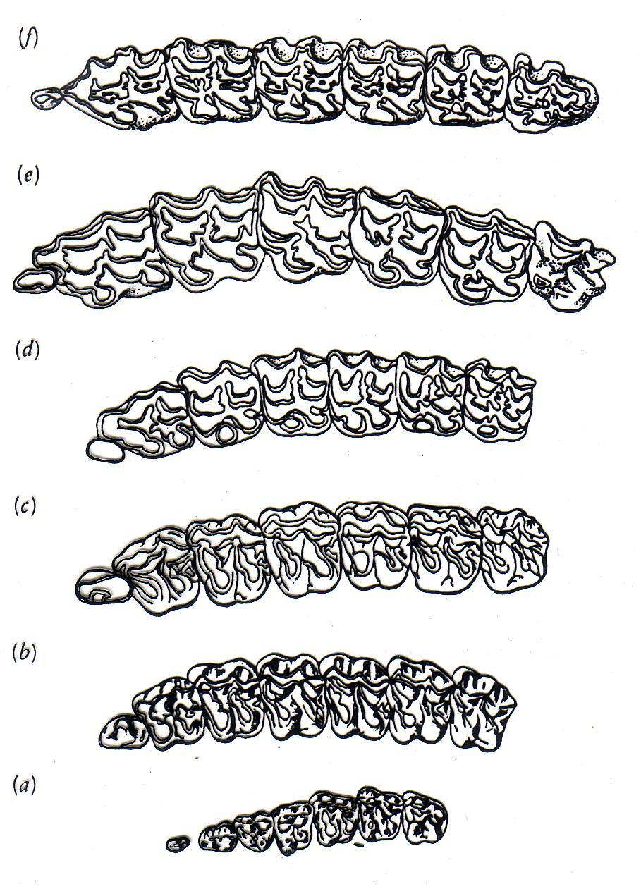 Figure 9. Tooth evolution in horses. a. Orohippus (middle Eocene); b. Mesohippus (Oligocene); c. Miohippus (Miocene); d. Merychhippus (Miocene); e. Pliohippus (Pliocene); f.