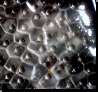 Controlled Spawning Eggs examined microscopically Mature eggs relatively clear, not bloodied Single oil