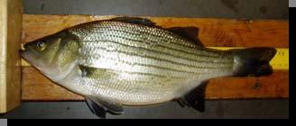 culture interest Hybrid striped bass (HSB) Better