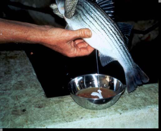 Controlled Spawning Striped bass semen added to