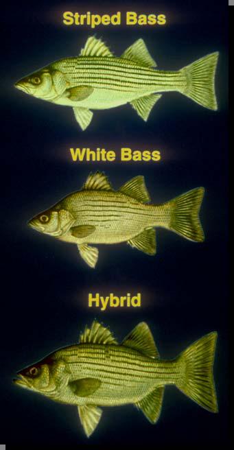 Hybrid Striped Bass Cross between 1.