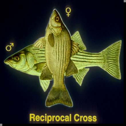 Hybrid Striped Bass: Reciprocal Cross 2 nd cross of the two species Male striped bass