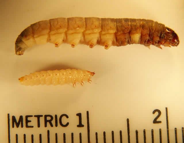 Wax Moth Larva Compared with