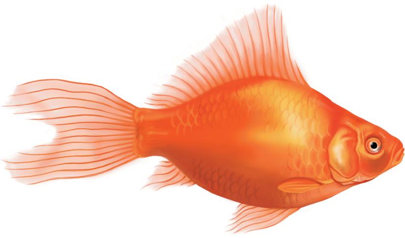 Dorsal Fin The Goldfish Caudal (Tail) Fin Caudal Peduncle Anal Fin Scales Operculum