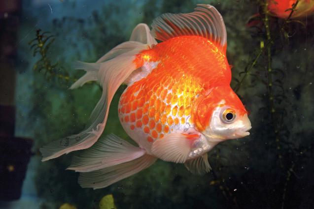 Chapter 1 What Is a Goldfish? 17 Scale Types Goldfish can be characterized based on four scale types: Metallic. Fish with metallic scales have a shiny, scaly exterior, such as is seen in the Comet.